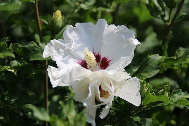 Altheastruik Op Stam (Hibiscus Syriacus 'Red Heart') 3 Altheastruik Op Stam (Hibiscus Syriacus 'Red Heart') - Afbeelding 3