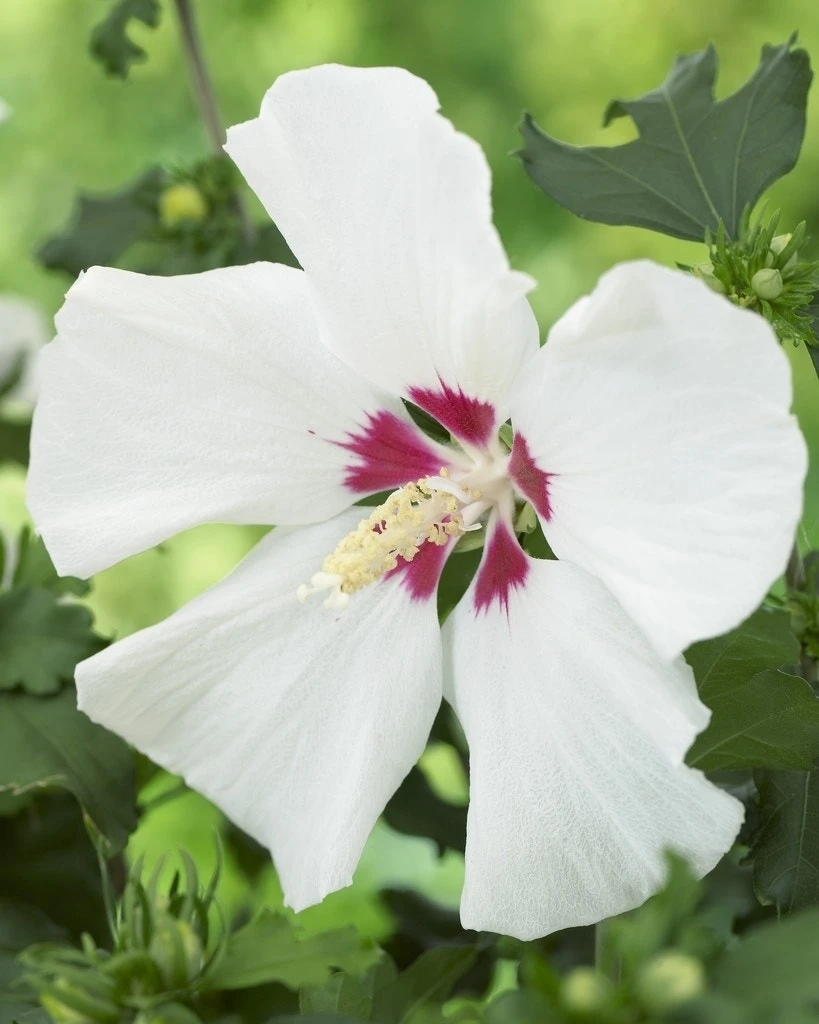 Altheastruik Op Stam (Hibiscus Syriacus 'Red Heart') 1 Altheastruik Op Stam (Hibiscus Syriacus 'Red Heart')