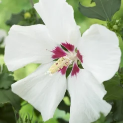 Altheastruik Als Boom (Hibiscus Syriacus 'Red Heart')