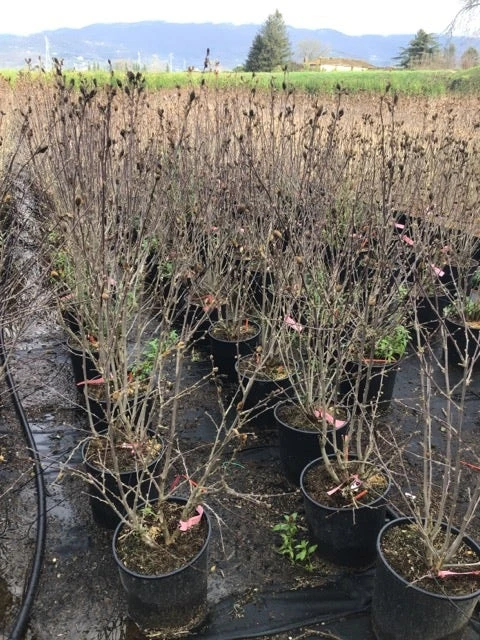 Altheastruik (Hibiscus Syriacus 'Pink Chiffon') 8 Altheastruik (Hibiscus Syriacus 'Pink Chiffon') - Afbeelding 8