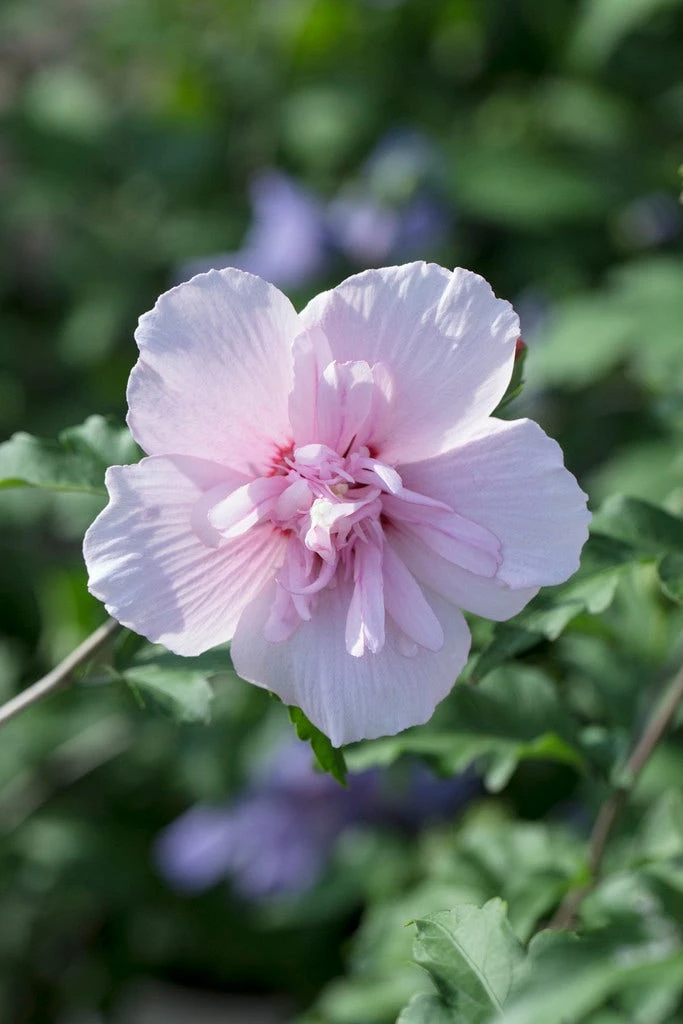 Altheastruik (Hibiscus Syriacus 'Pink Chiffon') 1 Altheastruik (Hibiscus Syriacus 'Pink Chiffon')