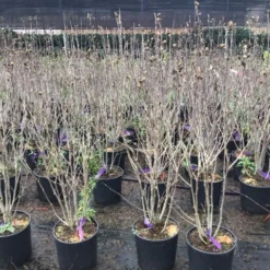 Altheastruik (Hibiscus Syriacus 'Purple Ruffles') -Exporteren Tuin Sprank Winkel hibiscuspurpleruffles02