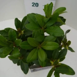 Rhododendron (Rhododendron 'Horizon Monarch') -Exporteren Tuin Sprank Winkel hor. monarch c2 boven