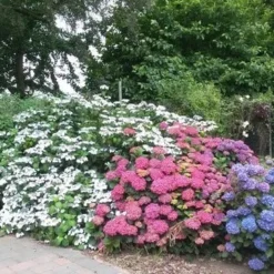 Hortensia (Hydrangea 'Endless Summer' Blauw) 10 Hortensia (Hydrangea 'Endless Summer' Blauw) -Exporteren Tuin Sprank Winkel hortensia 2
