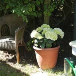 Hortensia (Hydrangea 'Endless Summer The Bride') 8 Hortensia (Hydrangea 'Endless Summer The Bride') -Exporteren Tuin Sprank Winkel hortensia bol wit 1 1