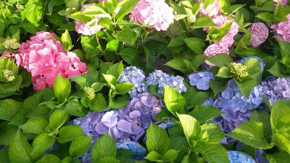 Hortensia (Hydrangea 'Endless Summer' Roze) 5 Hortensia (Hydrangea 'Endless Summer' Roze) - Afbeelding 5