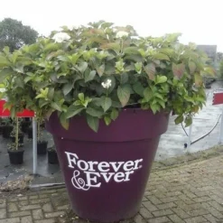 Hortensia Blauw (Hydrangea 'Forever&Ever') 13 Hortensia Blauw (Hydrangea 'Forever&Ever') -Exporteren Tuin Sprank Winkel hortensia forever ever 1