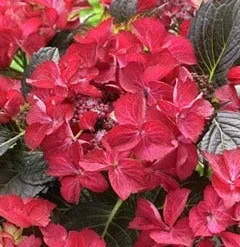 Hortensia (Hydrangea Black Diamonds Dark Angel)