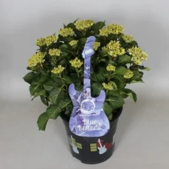 Hortensia Blue Ballad (Hydrangea 'Music Collection') 10 Hortensia Blue Ballad (Hydrangea 'Music Collection') -Exporteren Tuin Sprank Winkel hydrangea blue ballad c5 3 1