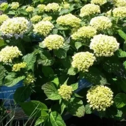 Hortensia (Hydrangea 'Endless Summer The Bride') 7 Hortensia (Hydrangea 'Endless Summer The Bride') -Exporteren Tuin Sprank Winkel hydrangea endless summer 1 1