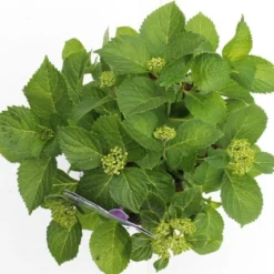 Hortensia Blauw (Hydrangea 'Forever&Ever') 11 Hortensia Blauw (Hydrangea 'Forever&Ever') -Exporteren Tuin Sprank Winkel hydrangea forever ever blue boven bewerkt