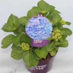Hortensia Blauw (Hydrangea 'Forever&Ever') 14 Hortensia Blauw (Hydrangea 'Forever&Ever') -Exporteren Tuin Sprank Winkel hydrangea forever ever blue voor bewerkt
