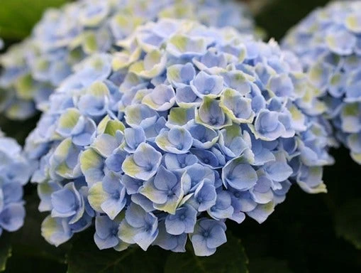Hortensia (Hydrangea Magical Revolution Blue) 1 Hortensia (Hydrangea Magical Revolution Blue)