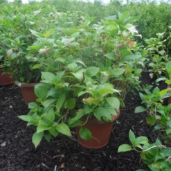 Hortensia (Hydrangea Macrophylla 'Soeur Therese') 5 Hortensia (Hydrangea Macrophylla 'Soeur Therese') -Exporteren Tuin Sprank Winkel hydrangea macrophylla soeur therese c50 1