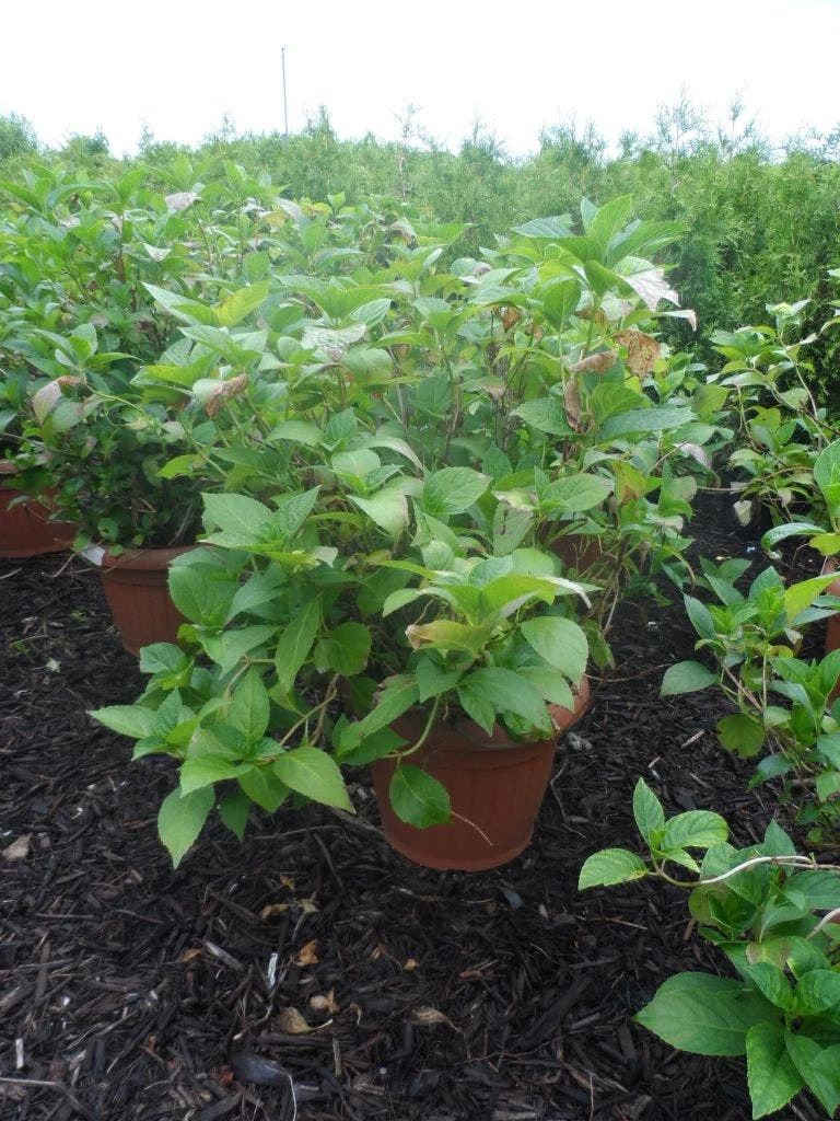 Hortensia (Hydrangea Macrophylla 'Soeur Therese') 3 Hortensia (Hydrangea Macrophylla 'Soeur Therese') - Afbeelding 3