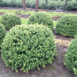 Japanse Hulst In Bolvorm (Ilex Crenata 'Convexa') 8 Japanse Hulst In Bolvorm (Ilex Crenata 'Convexa') -Exporteren Tuin Sprank Winkel ilex crenata convexa bol 100