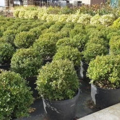 Japanse Hulst (Ilex Crenata 'Kinme')