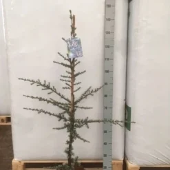 Atlasceder (Cedrus Libani 'Glauca') 17 Atlasceder (Cedrus Libani 'Glauca') -Exporteren Tuin Sprank Winkel img 1752 002 1