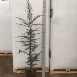 Atlasceder (Cedrus Libani 'Glauca') 18 Atlasceder (Cedrus Libani 'Glauca') -Exporteren Tuin Sprank Winkel img 1753 1