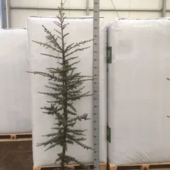 Atlasceder (Cedrus Libani 'Glauca') 16 Atlasceder (Cedrus Libani 'Glauca') -Exporteren Tuin Sprank Winkel img 1754 1