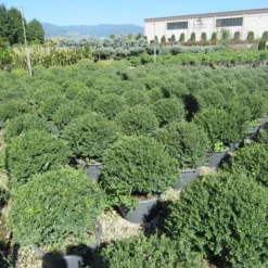 Japanse Hulst Als Bolvorm (Ilex Crenata 'Stokes')