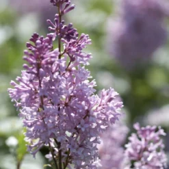 Sering (Syringa Villosae 'Minuet')