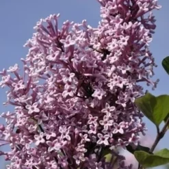 Dwerg Sering (Syringa 'Josée')