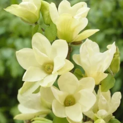 Nieuwe Producten 15 Beverboom (Magnolia 'Yellow River')