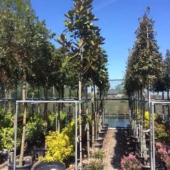 Beverboom (Magnolia Grandiflora 'Gallissoniere') 17 Beverboom (Magnolia Grandiflora 'Gallissoniere') -Exporteren Tuin Sprank Winkel magnolia grandiflora 10 12 1