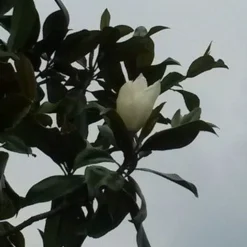 Nieuwe Producten 21 Magnolia (Magnolia Grandiflora 'Gallissoniere')