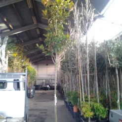 Beverboom (Magnolia Grandiflora 'Gallissoniere') 13 Beverboom (Magnolia Grandiflora 'Gallissoniere') -Exporteren Tuin Sprank Winkel magnolia grandiflora 1 1 1