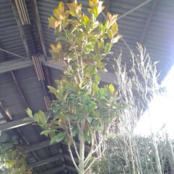 Beverboom (Magnolia Grandiflora 'Gallissoniere') 14 Beverboom (Magnolia Grandiflora 'Gallissoniere') -Exporteren Tuin Sprank Winkel magnolia grandiflora 2 1 1