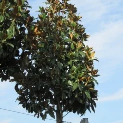 Beverboom (Magnolia Grandiflora 'Gallissoniere') 11 Beverboom (Magnolia Grandiflora 'Gallissoniere') -Exporteren Tuin Sprank Winkel magnolia grandiflora galissoniere 1