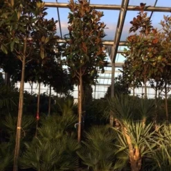 Beverboom (Magnolia Grandiflora 'Gallissoniere') 15 Beverboom (Magnolia Grandiflora 'Gallissoniere') -Exporteren Tuin Sprank Winkel magnolia grandiflora gallisoniere 16 18ho cont 1