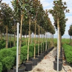 Beverboom (Magnolia Grandiflora 'Gallissoniere') 12 Beverboom (Magnolia Grandiflora 'Gallissoniere') -Exporteren Tuin Sprank Winkel magnolia grandiflora gallisoniere 8 10 2 1