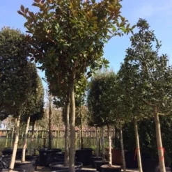 Beverboom (Magnolia Grandiflora 'Gallissoniere') 16 Beverboom (Magnolia Grandiflora 'Gallissoniere') -Exporteren Tuin Sprank Winkel magnolia grandiflora hoogstam solitair 1