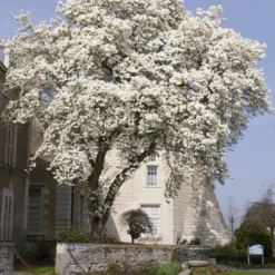 Beverboom (Magnolia Kobus) 11 Beverboom (Magnolia Kobus) -Exporteren Tuin Sprank Winkel magnolia kobus01