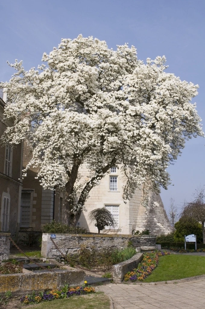 Beverboom (Magnolia Kobus) 3 Beverboom (Magnolia Kobus) - Afbeelding 3