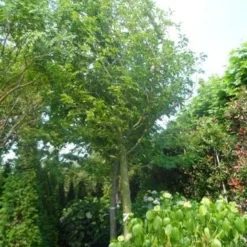 Beverboom (Magnolia Kobus) 16 Beverboom (Magnolia Kobus) -Exporteren Tuin Sprank Winkel magnolia kobus 150stam c500 35 40 50