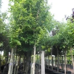 Beverboom (Magnolia Kobus) 17 Beverboom (Magnolia Kobus) -Exporteren Tuin Sprank Winkel magnolia kobus 25 30ho c285