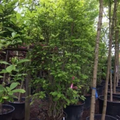 Beverboom (Magnolia Soulangeana) -Exporteren Tuin Sprank Winkel magnolia soulangeana 300cm c130 1