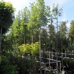 Beverboom (Magnolia Soulangeana Als Boom) 13 Beverboom (Magnolia Soulangeana Als Boom) -Exporteren Tuin Sprank Winkel magnolia soulangeana 8 10 12ho cont