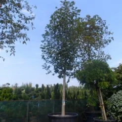 Beverboom (Magnolia Soulangeana Als Boom) 12 Beverboom (Magnolia Soulangeana Als Boom) -Exporteren Tuin Sprank Winkel magnolia soulangeana alba superba 40 50ho c1000