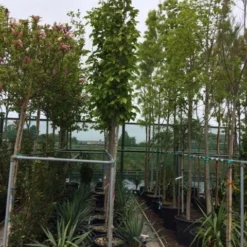 Beverboom (Magnolia Soulangeana Als Boom) 9 Beverboom (Magnolia Soulangeana Als Boom) -Exporteren Tuin Sprank Winkel magnolia soulangeana boom 10 12cm