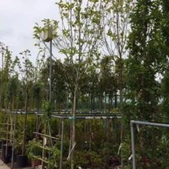 Beverboom (Magnolia Soulangeana Als Boom) 10 Beverboom (Magnolia Soulangeana Als Boom) -Exporteren Tuin Sprank Winkel magnolia soulangeana boom 14 16cm