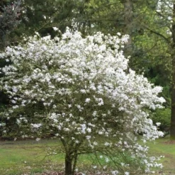 Nieuwe Producten -Exporteren Tuin Sprank Winkel magnolia stellata 3