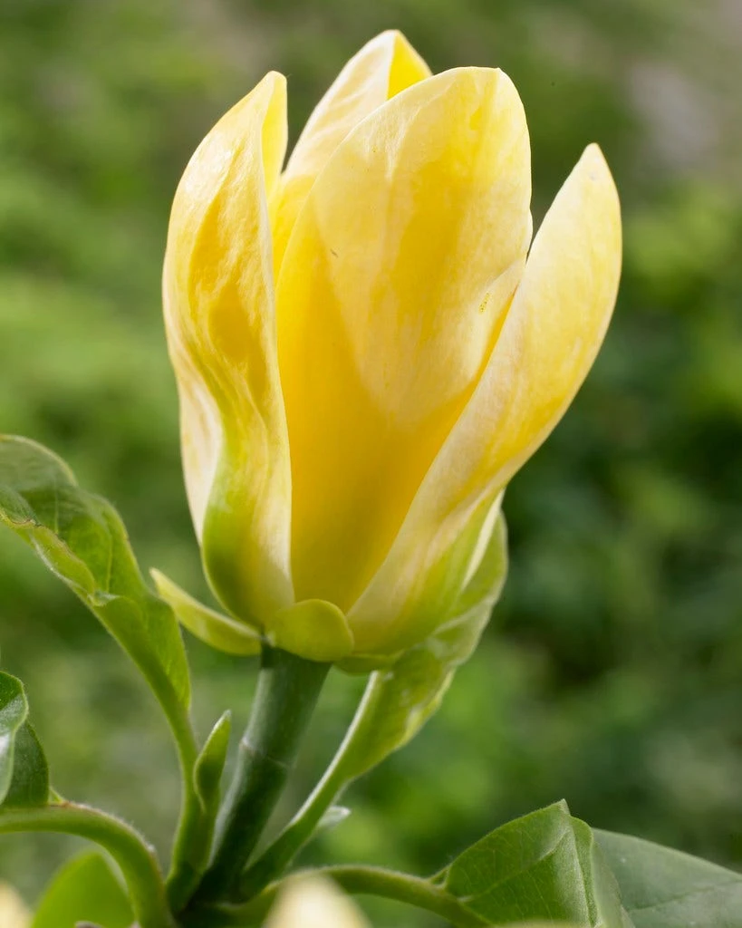 Beverboom (Magnolia Brooklynensis 'Yellow Bird') 1 Beverboom (Magnolia Brooklynensis 'Yellow Bird')