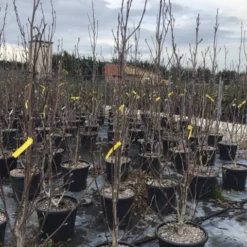 Beverboom (Magnolia Brooklynensis 'Yellow Bird') 5 Beverboom (Magnolia Brooklynensis 'Yellow Bird') -Exporteren Tuin Sprank Winkel magnoliayellowbird02 1