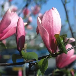 Nieuwe Producten 8 Beverboom (Magnolia 'Heaven Scent')