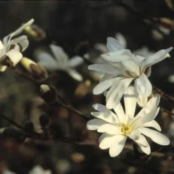 Nieuwe Producten 4 Stermagnolia (Magnolia Stellata)